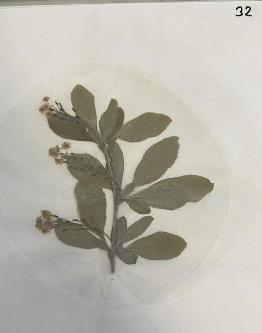 Rastlina Berberis vulgaris